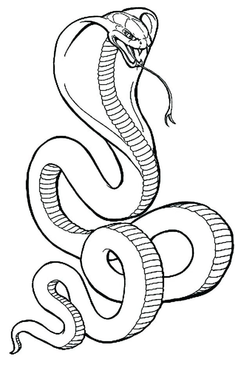 36 Detailed Snake Coloring Pages Printable 4