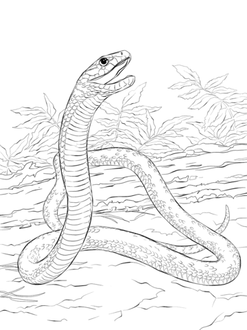 36 Detailed Snake Coloring Pages Printable 8