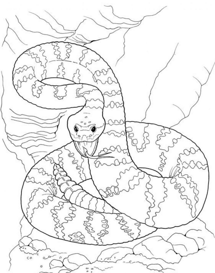 36 Detailed Snake Coloring Pages Printable 9