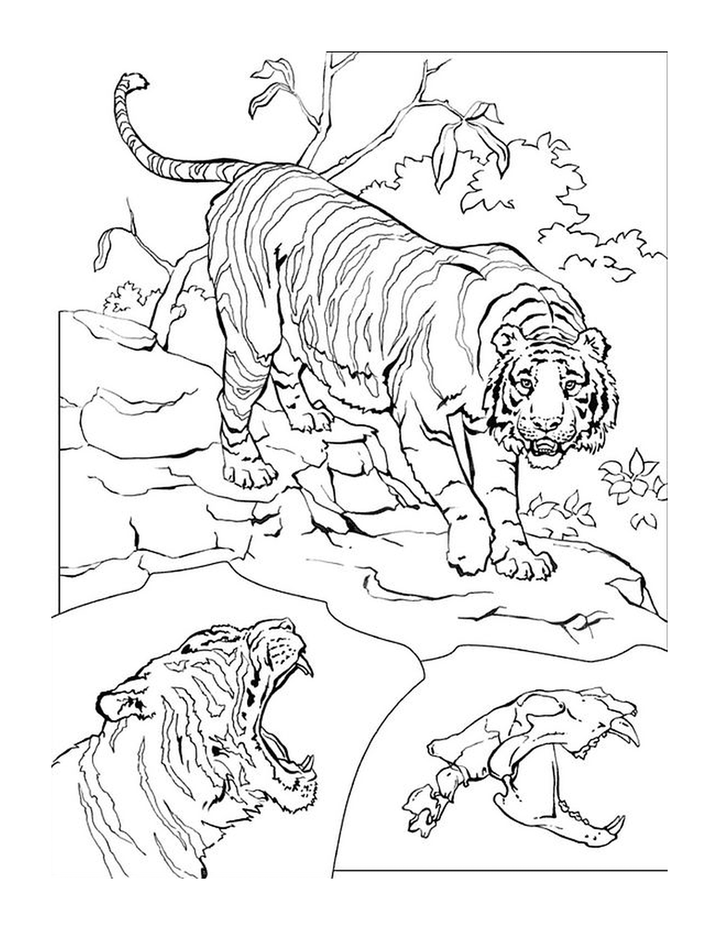 36 Majestic Tiger Coloring Pages Printable 25