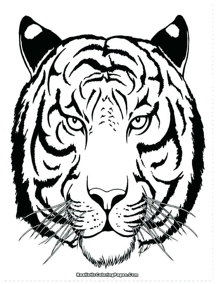 36 Majestic Tiger Coloring Pages Printable 30