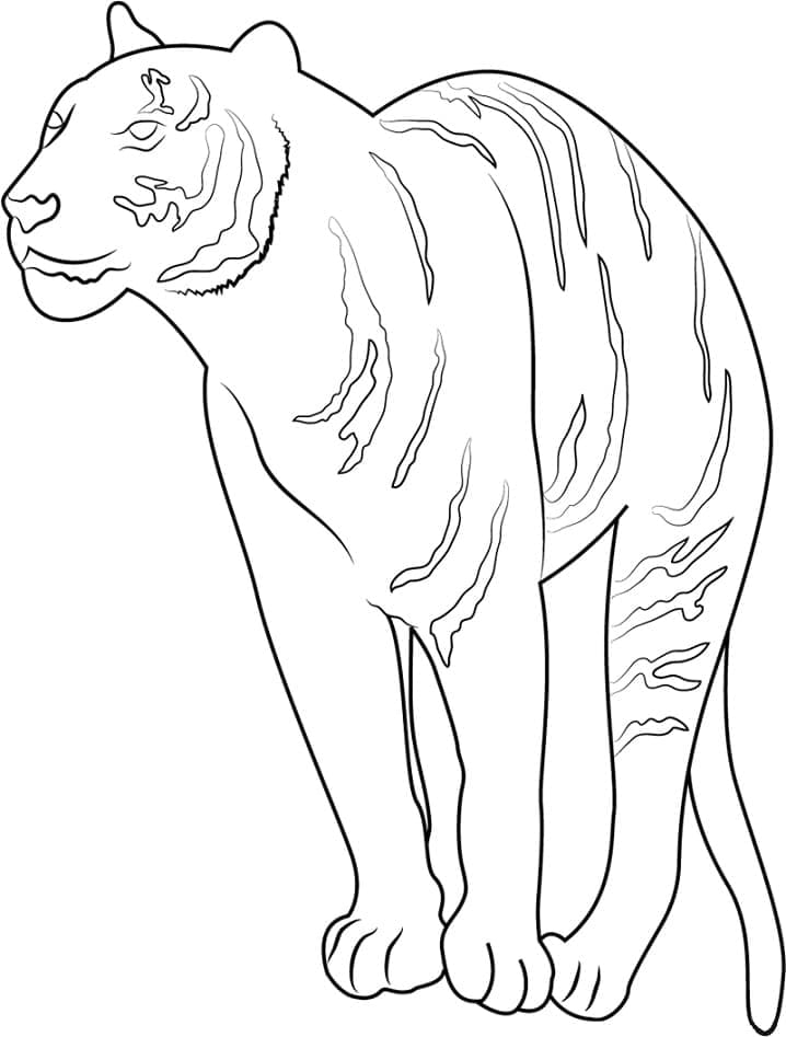 36 Majestic Tiger Coloring Pages Printable 9