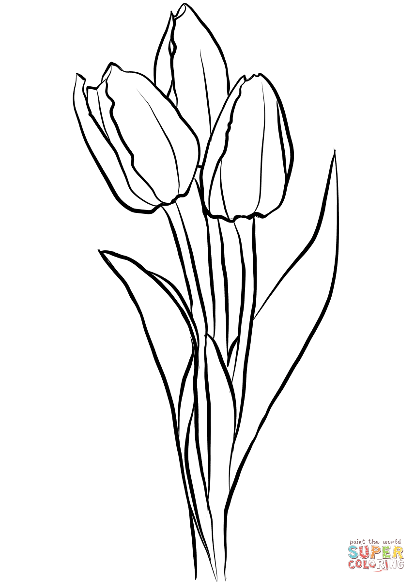 37 Adorable Tulip Coloring Pages for Kids Printable 15