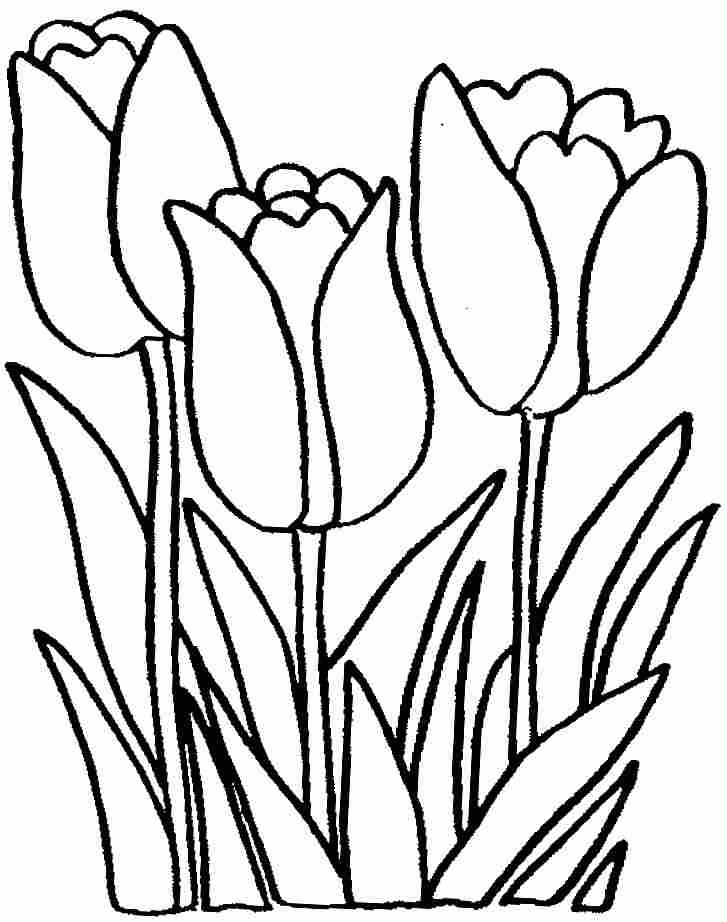 37 Adorable Tulip Coloring Pages for Kids Printable 2