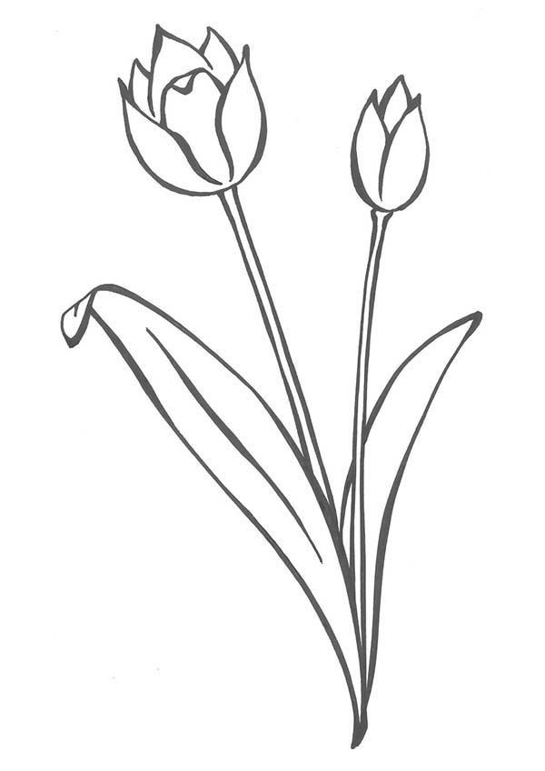 37 Adorable Tulip Coloring Pages for Kids Printable 23