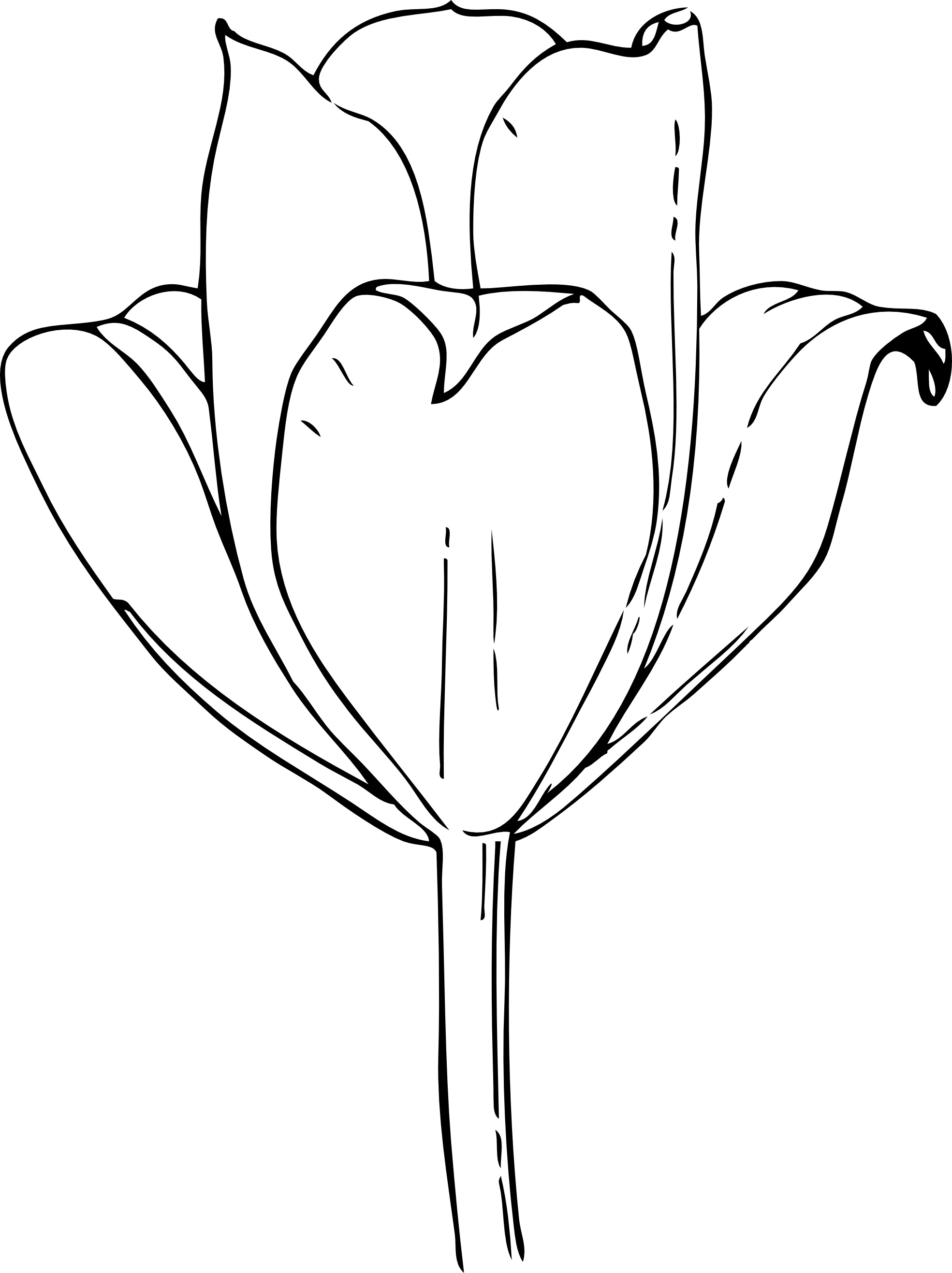 37 Adorable Tulip Coloring Pages for Kids Printable 27