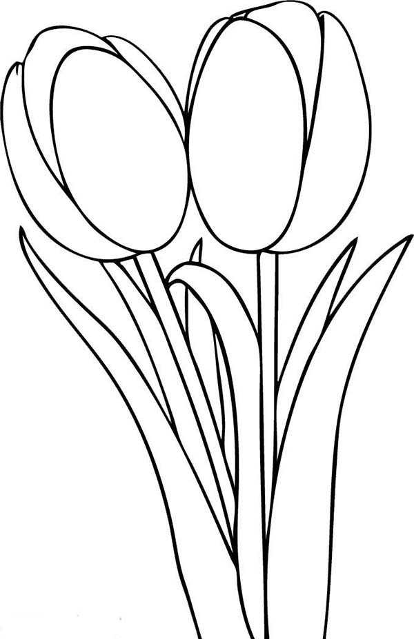 37 Adorable Tulip Coloring Pages for Kids Printable 3