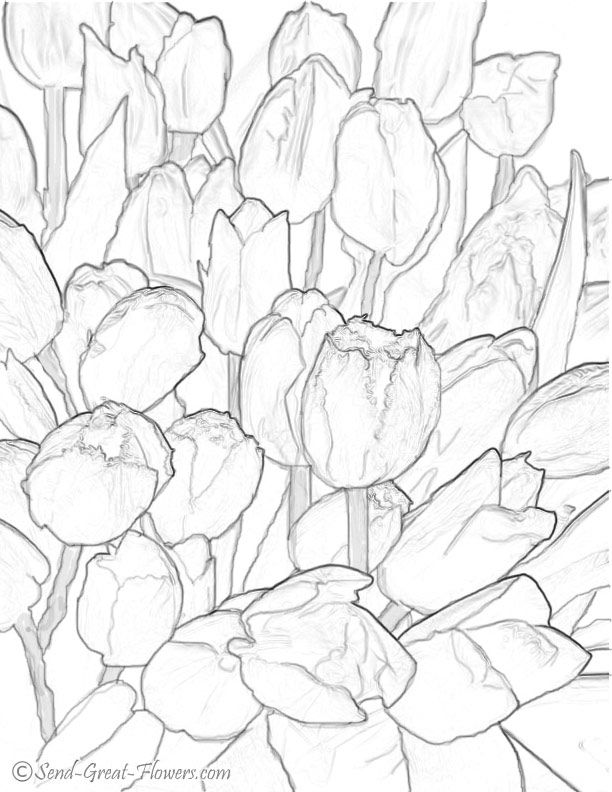 37 Adorable Tulip Coloring Pages for Kids Printable 30