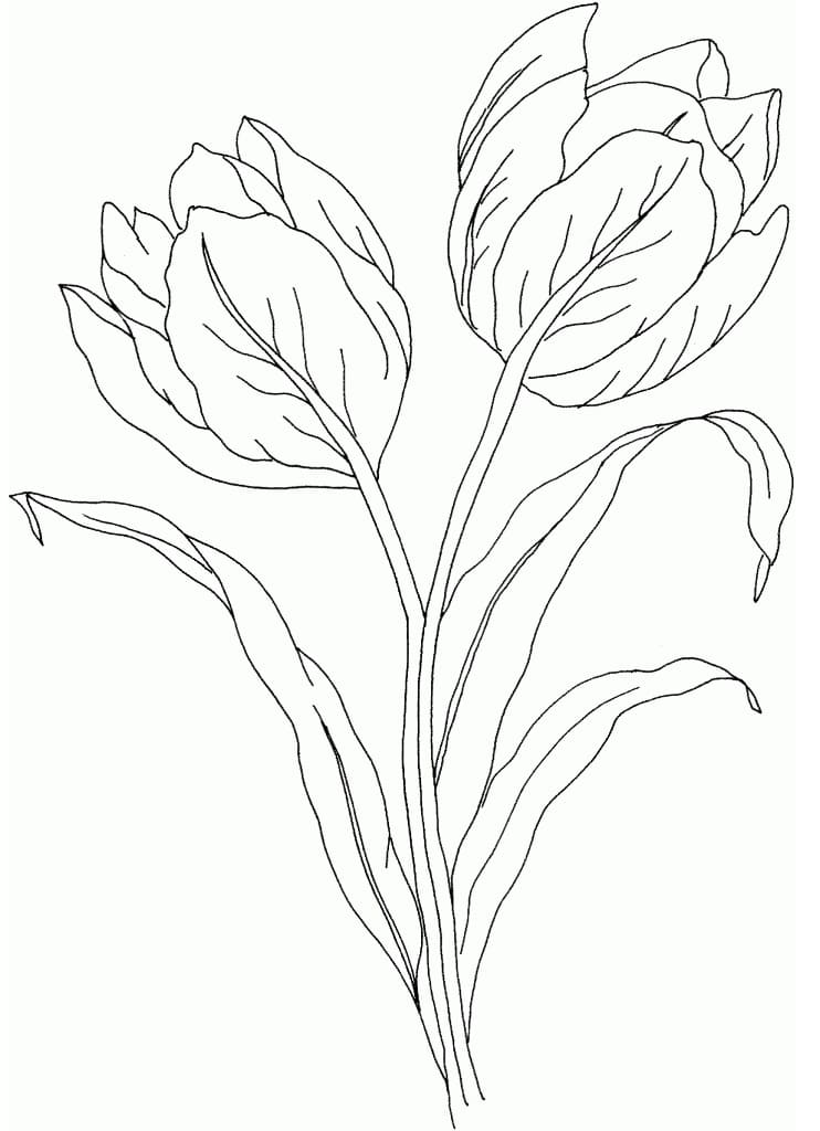 37 Adorable Tulip Coloring Pages for Kids Printable 33