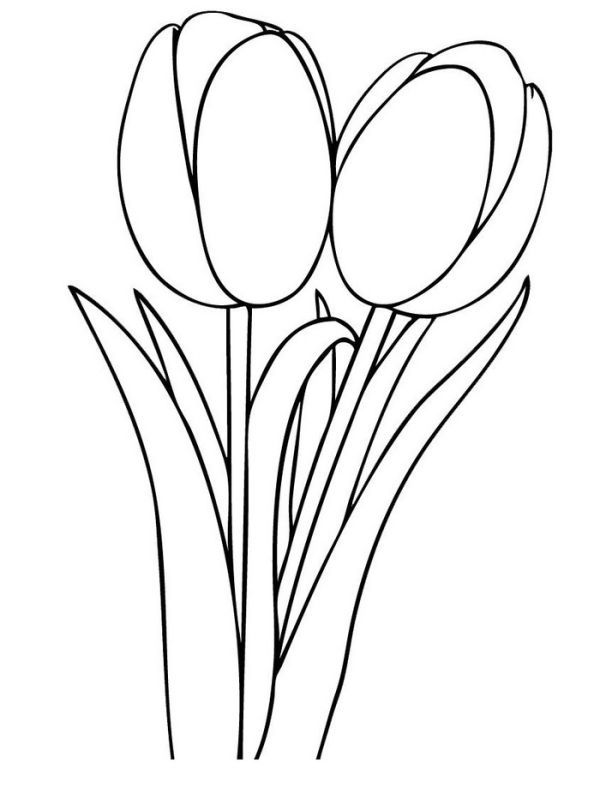 37 Adorable Tulip Coloring Pages for Kids Printable 34