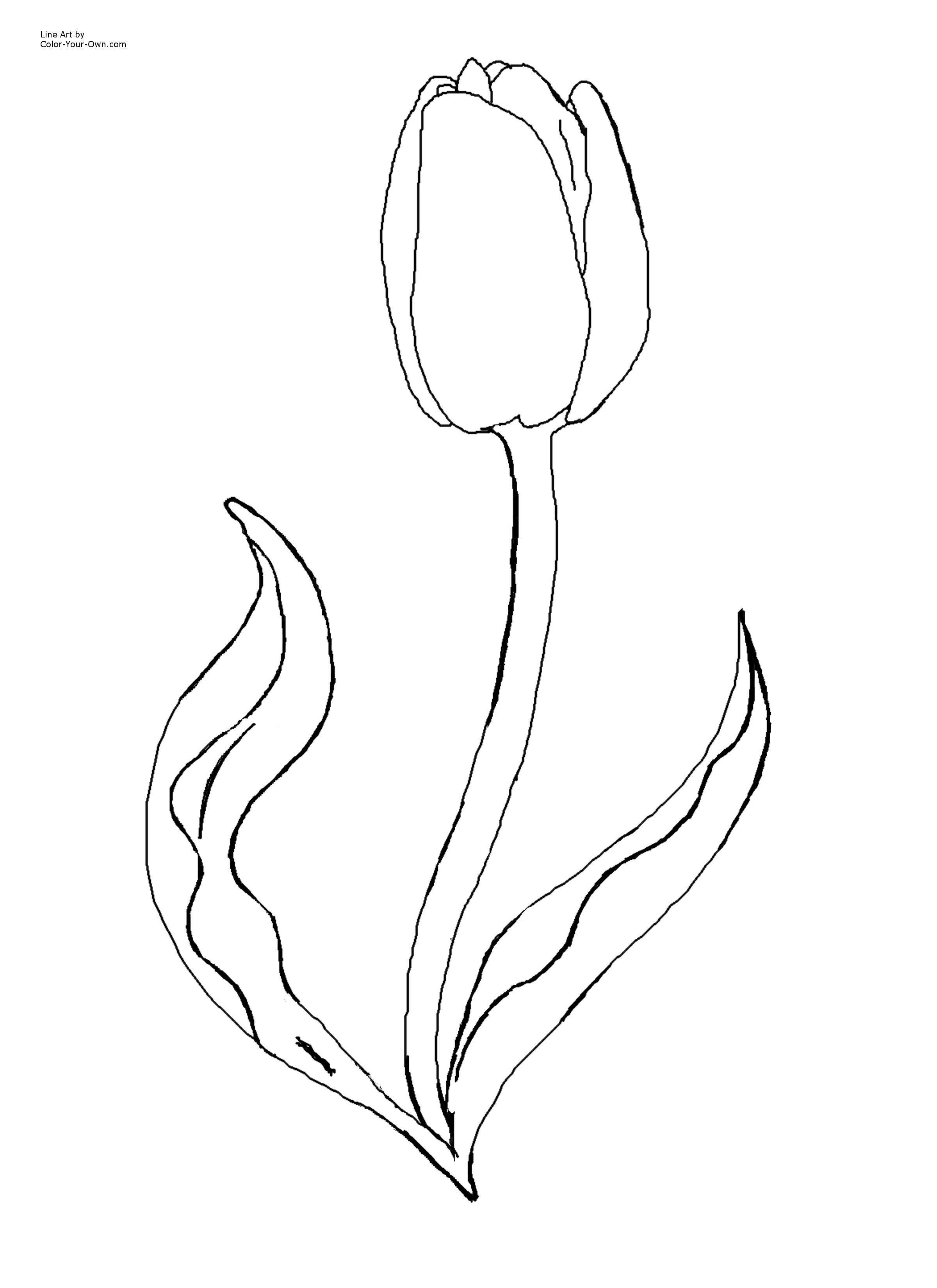 37 Adorable Tulip Coloring Pages for Kids Printable 7