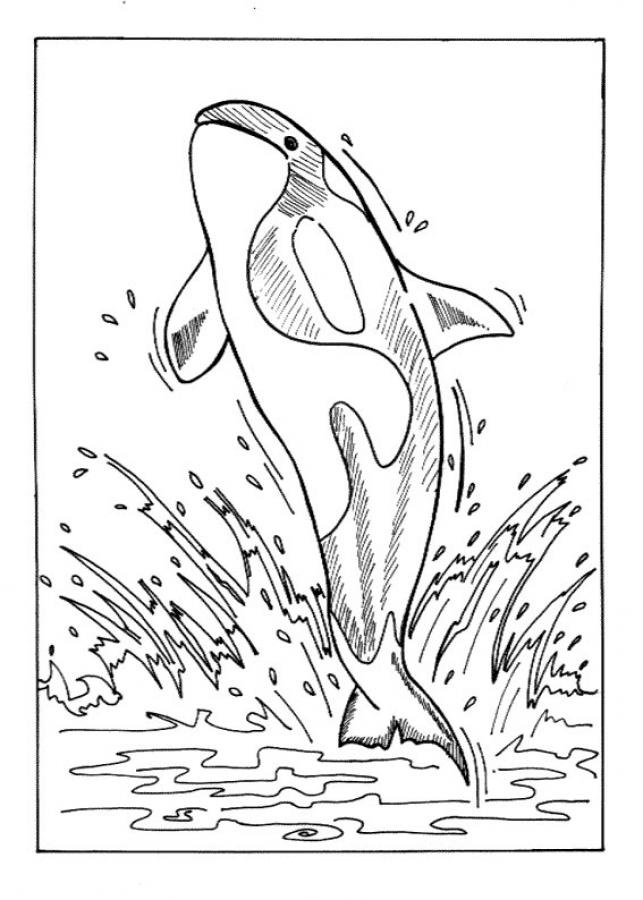 38 Whale Coloring Pages for Kids Printable 25