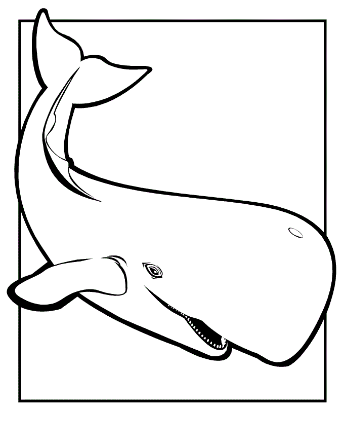 38 Whale Coloring Pages for Kids Printable 27