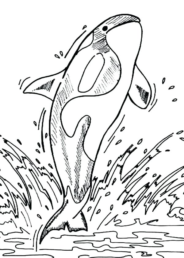 38 Whale Coloring Pages for Kids Printable 33