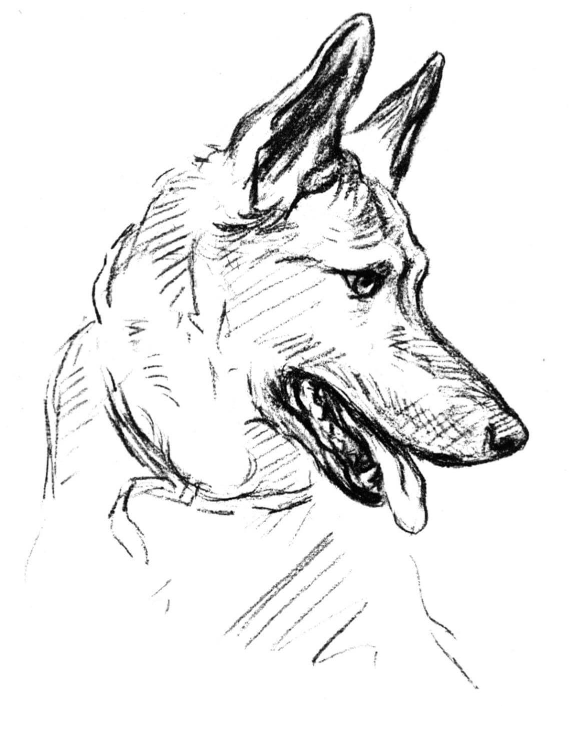 39 German Shepherd Coloring Pages Printable 25