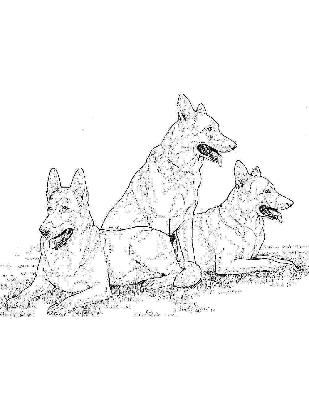 39 German Shepherd Coloring Pages Printable 3