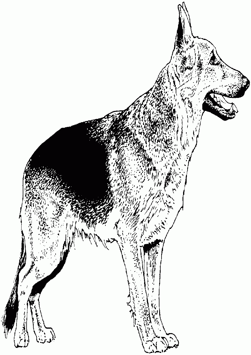 39 German Shepherd Coloring Pages Printable 32