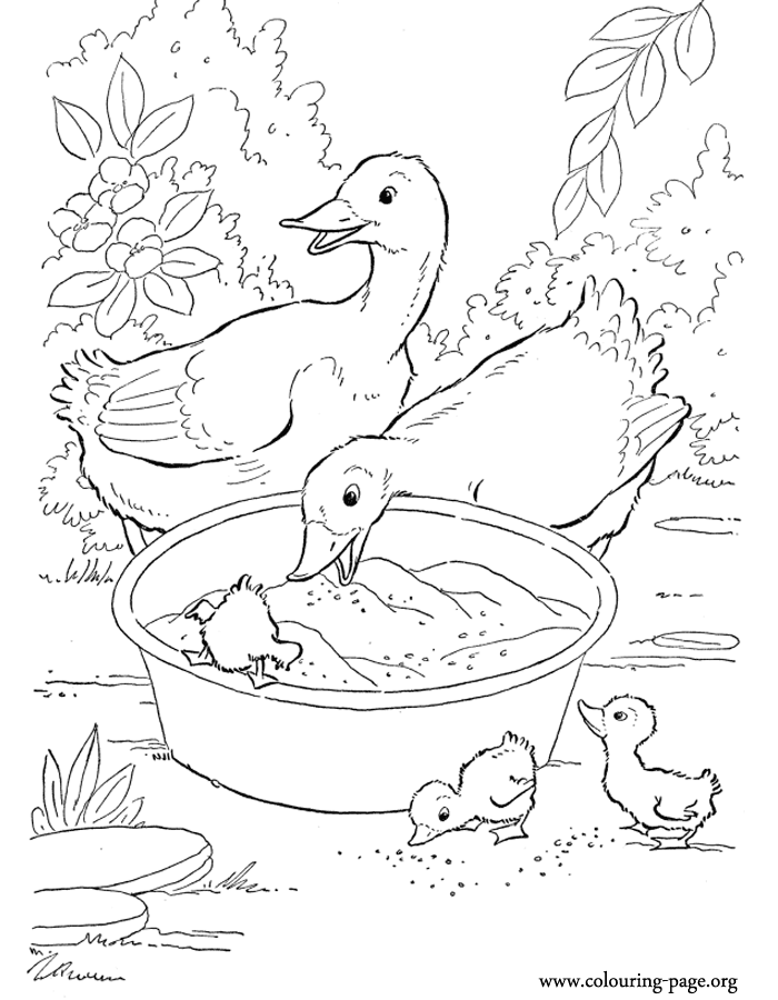 30 Cartoon Duck Coloring Pages Printable 23