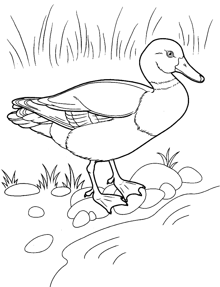 30 Cartoon Duck Coloring Pages Printable 32