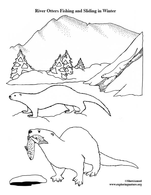 18+ Unique Otter Coloring Pages Printable