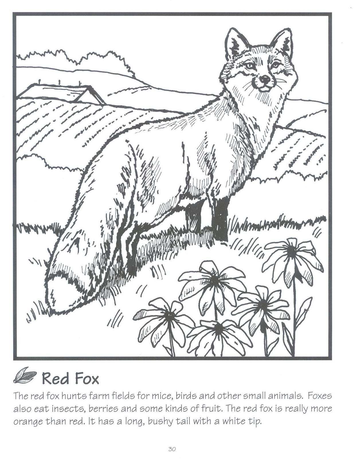 32+ Amazing Fox Coloring Pages Printable