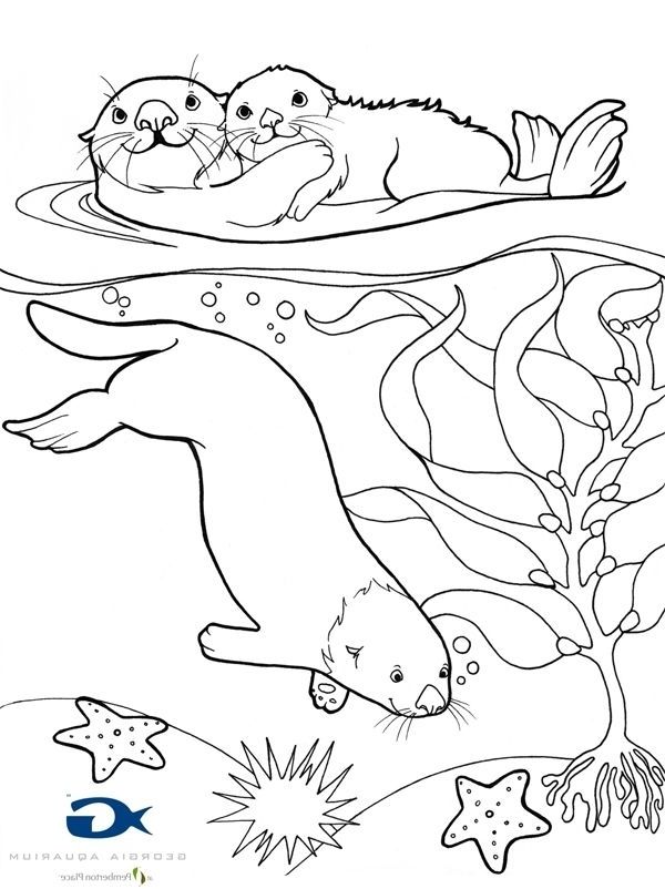 70+ New Otter Coloring Pages Printable