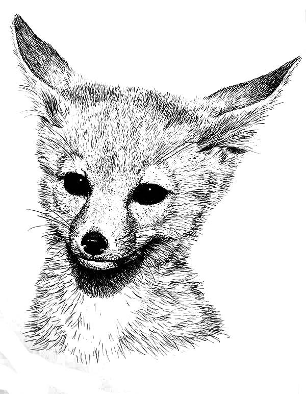 86+ Happy Fox Coloring Pages Printable