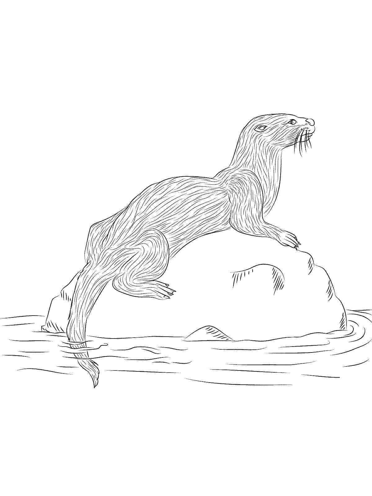 88+ Unique Otter Coloring Pages Printable