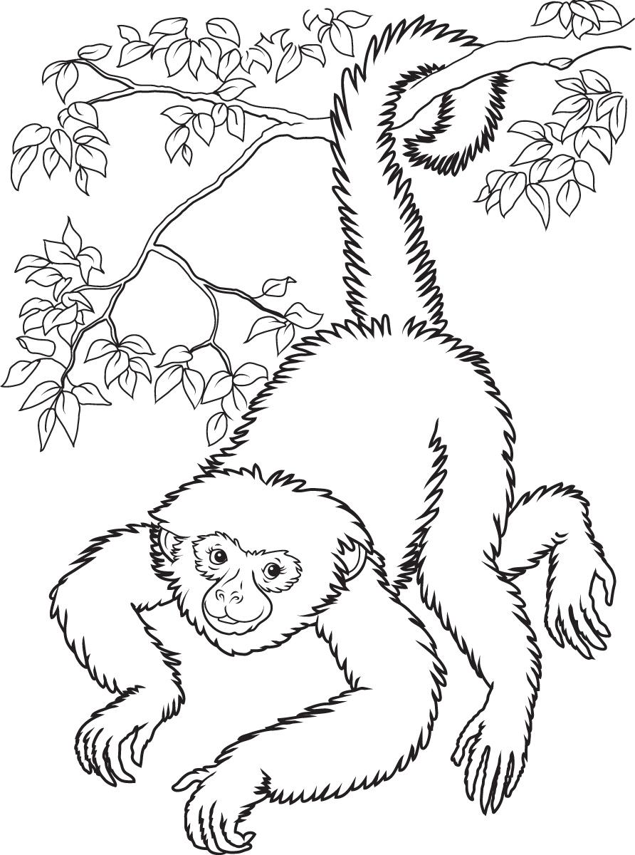 43+ Downloadable Monkey Coloring Pages with Simple Outline