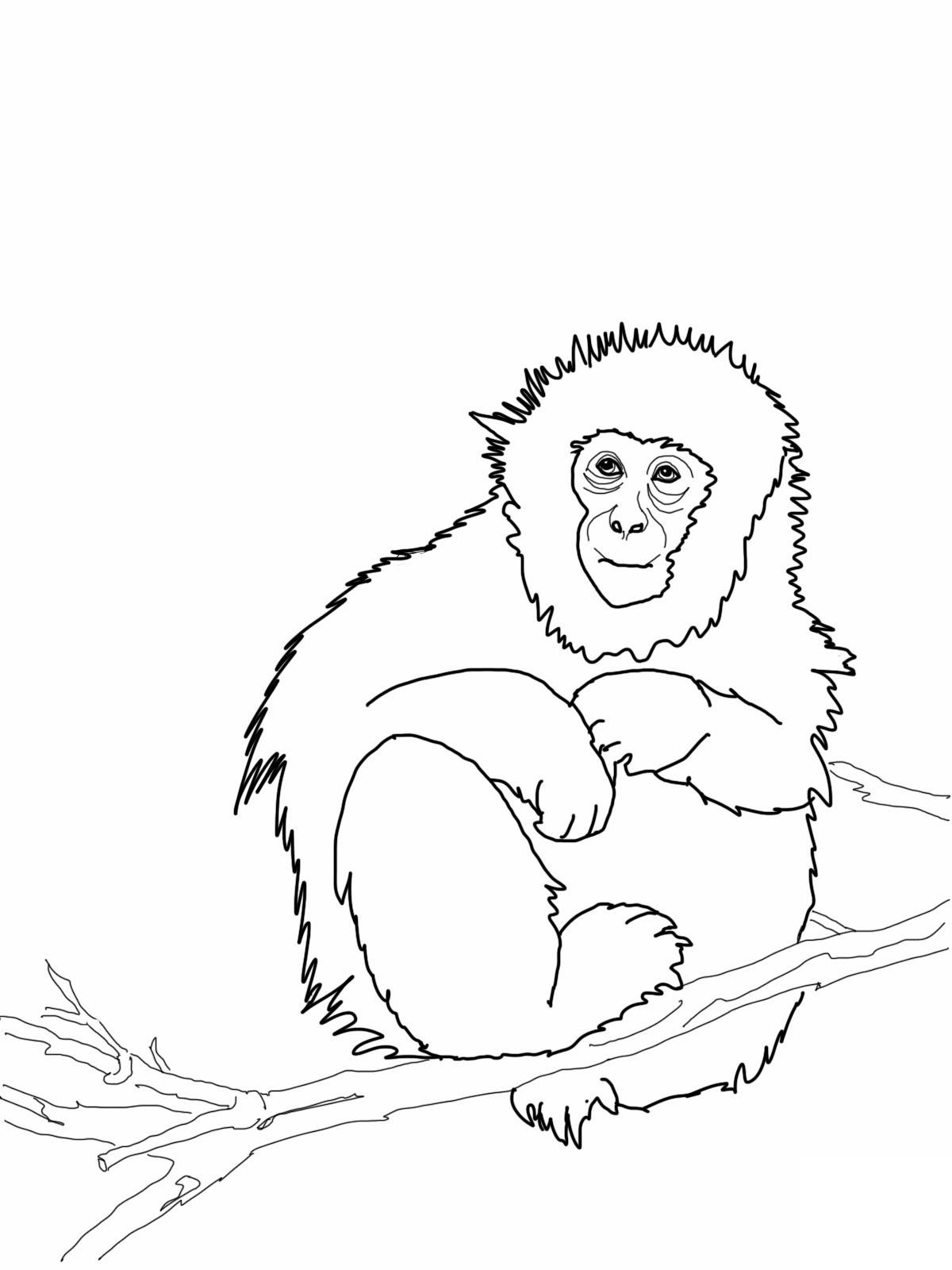 42+ Artistic Monkey Coloring Pages for Kids