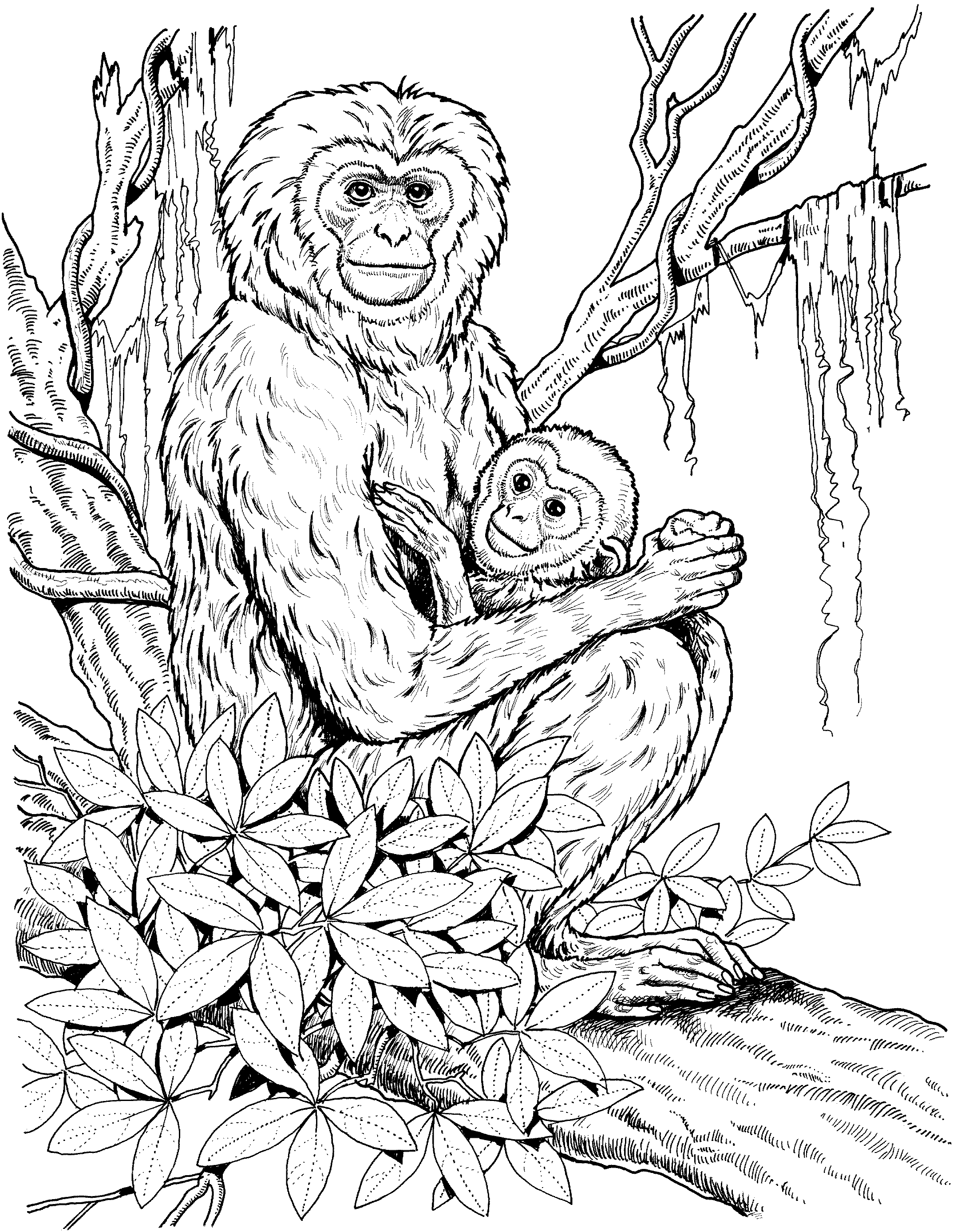 50+ Downloadable Monkey Coloring Pages Simple