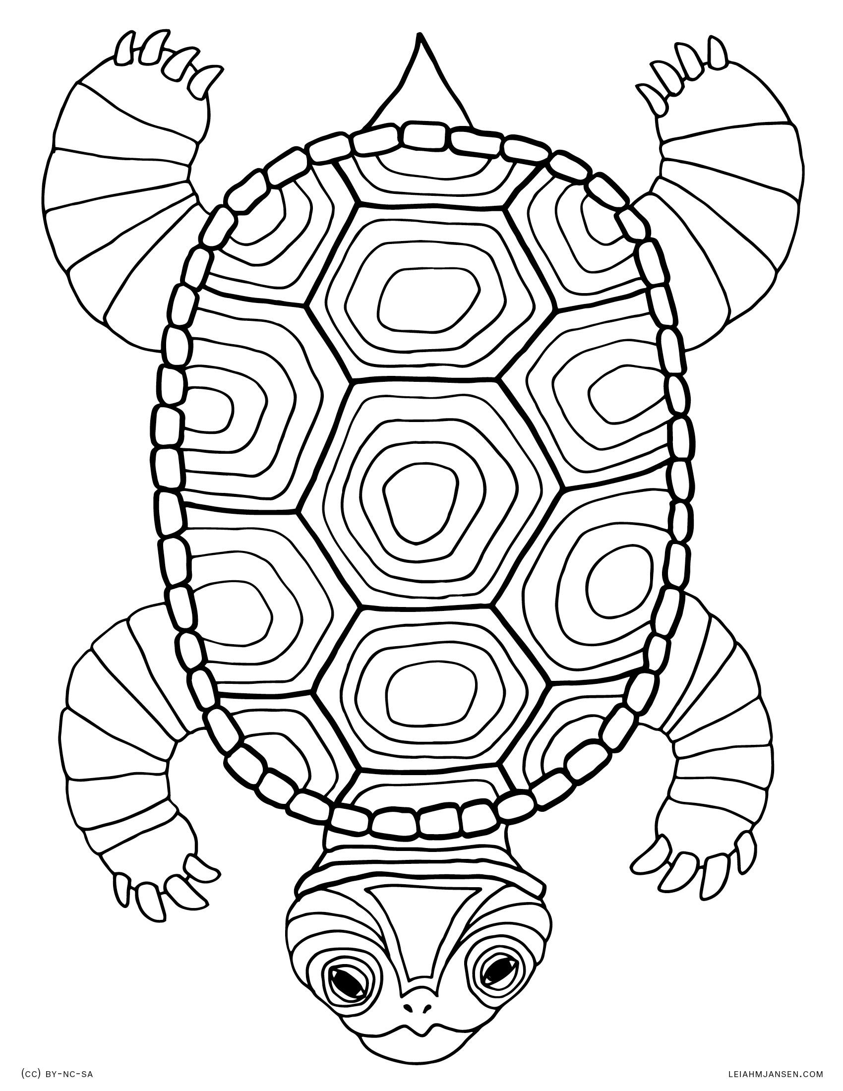 41+ Detailed Turtle Coloring Pages Archives