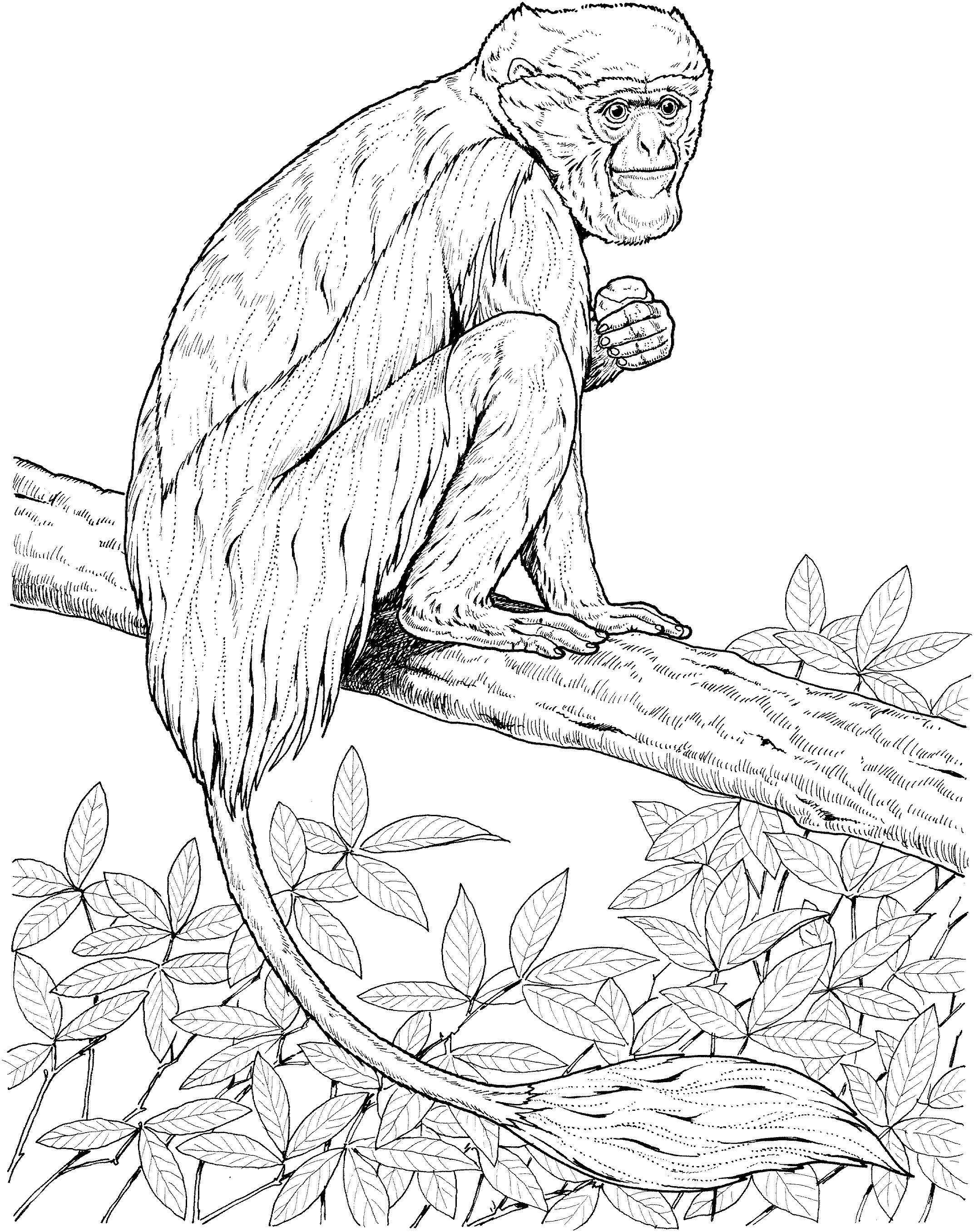 32+ Trendy Monkey Coloring Pages Easy Kids