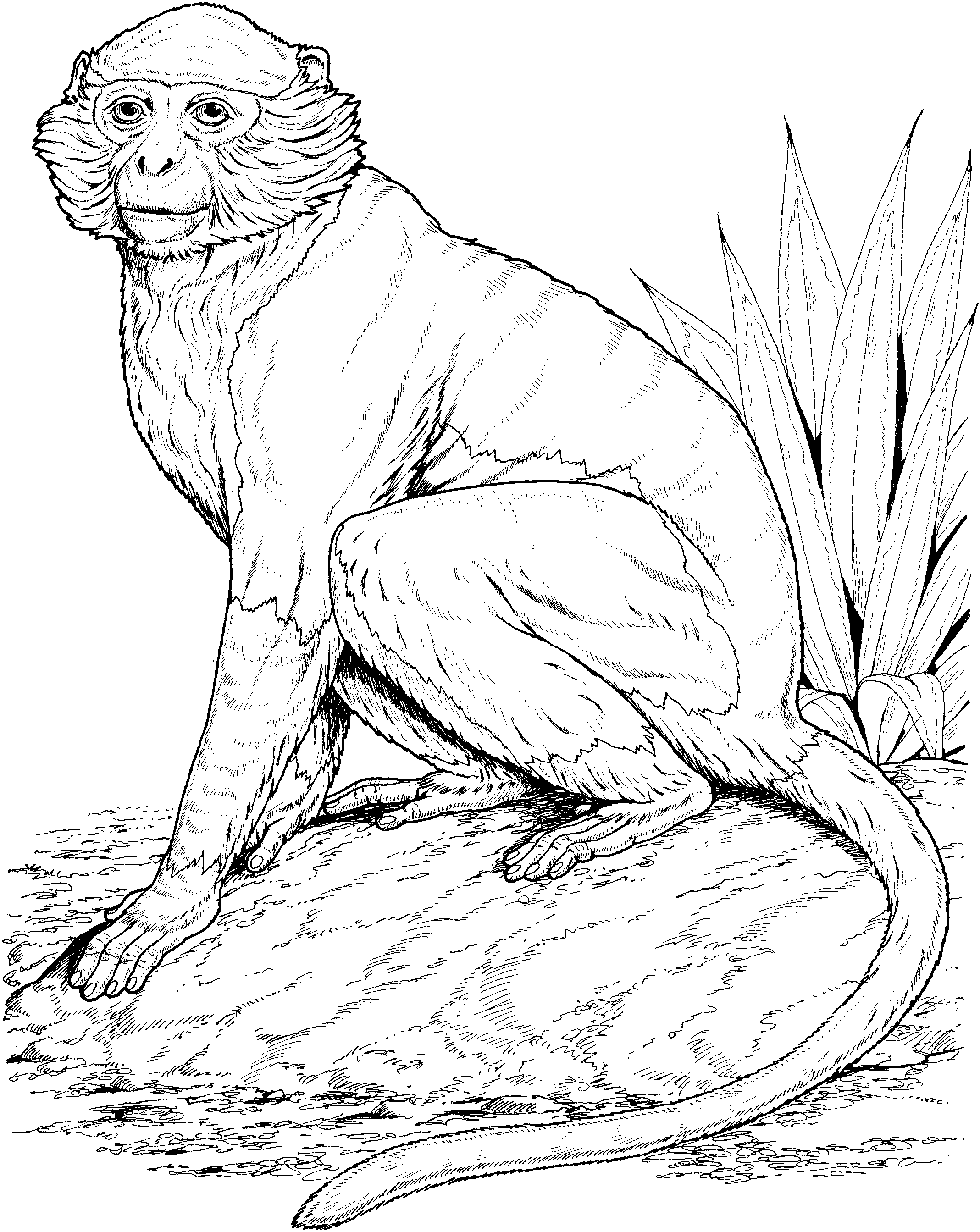 40+ Aesthetic Monkey Coloring Pages Cute