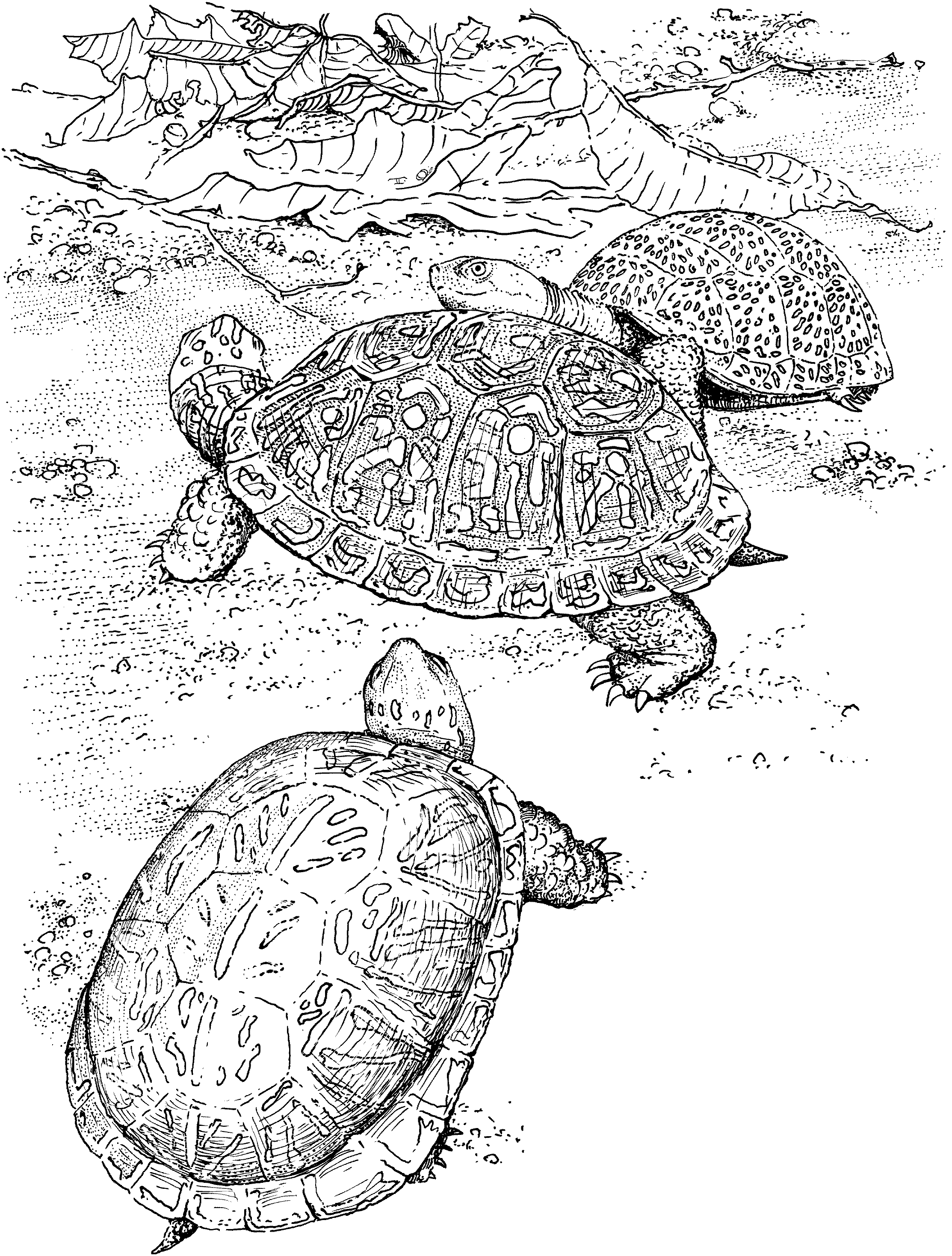 37+ Aesthetic Turtle Coloring Pages Realistic