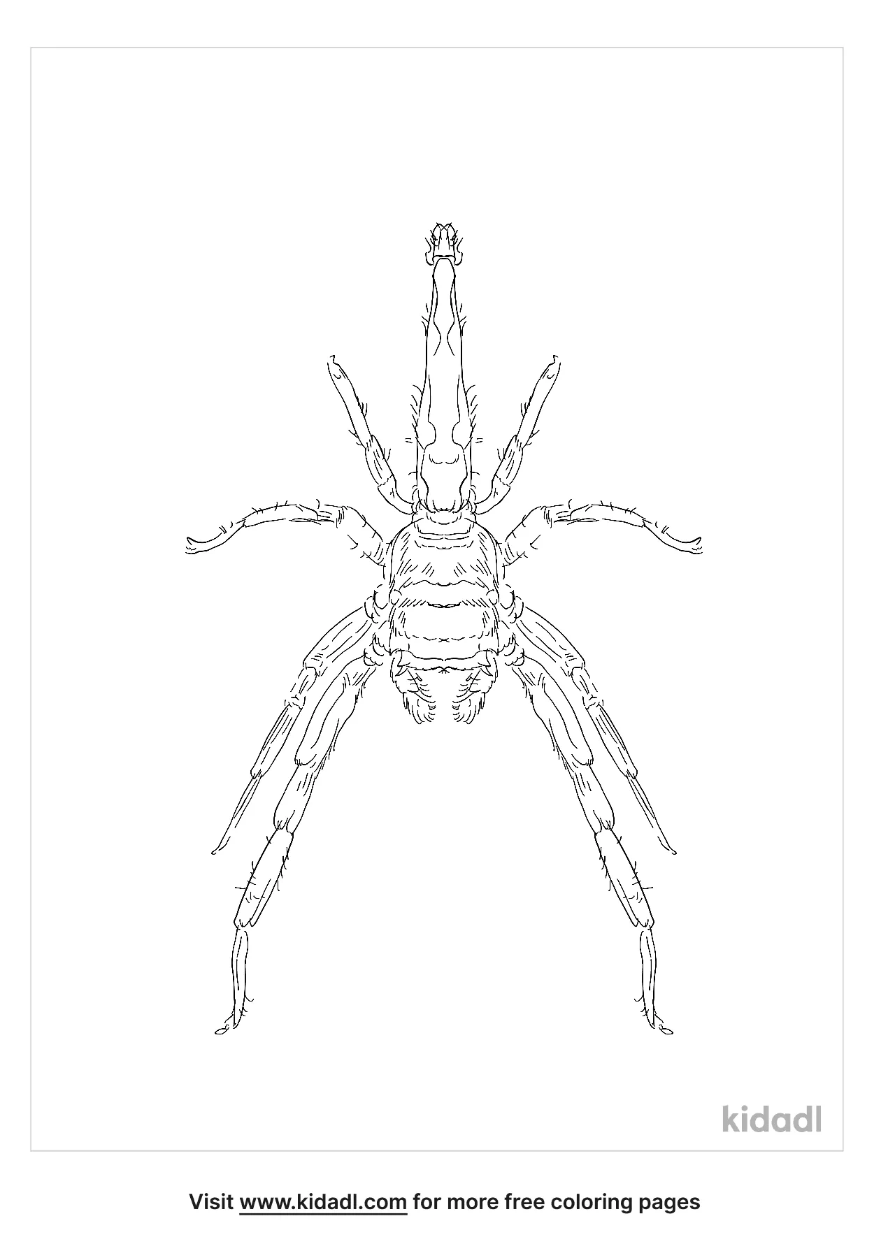 10 Jumping Spider Coloring Page 3