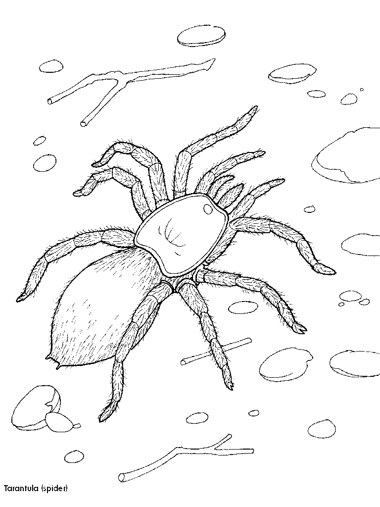 10 Jumping Spider Coloring Page 4