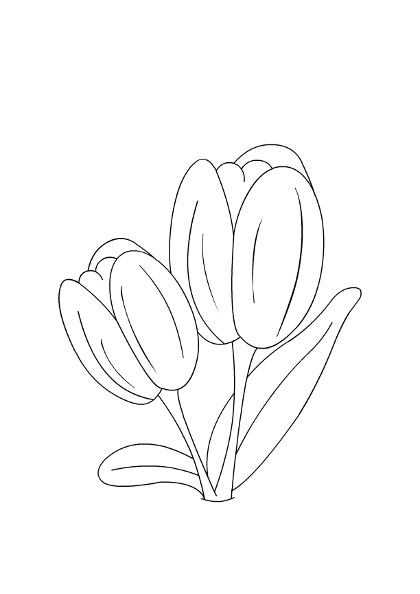 adorable tulip coloring pages for kids printable jpg